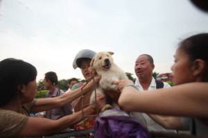 Festival Carne Perro China