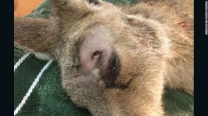 Médicos del Australia Zoo Wildlife Hospital retiraron la flecha de la cabeza del marsupial de manera exitosa.