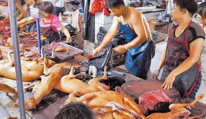 Festival perro carne china