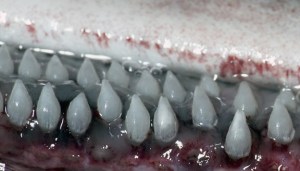 Los científicos dicen que estos tiburones tienen delgados y pequeños dientes (de apenas 2 milímetros de largo), entre los que 'reservan' parte del plancton con el que se alimentan.