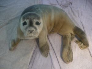 La foca bebé fue llevada a un hospital donde le prestaron primeros auxilios. (Crédito:Cortesía/Natureland Seal Sanctuary)