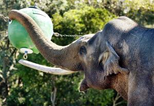 "Heman", un elefante asiático de 47 años juega con su bola de 35 kilogramos en el zoológico de Sidney. (Crédito: GREG WOOD/AFP/Getty Images)
