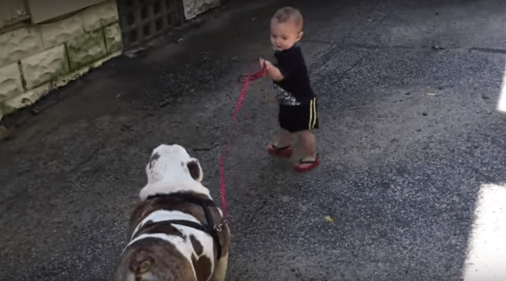 Bebé vs. Bulldog intenta pasear perro video