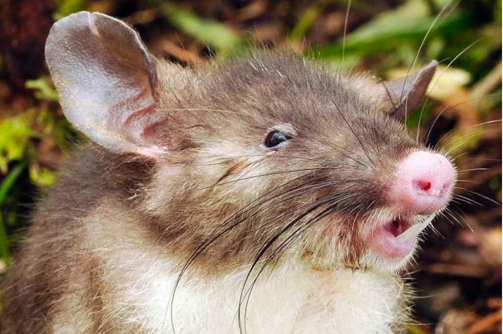 Rata nariz de cerdo musaraña nueva especie Cortesía: Museo
