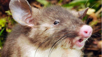 Rata nariz de cerdo musaraña nueva especie Cortesía: Museo