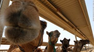 Camellos de leche de camello