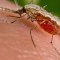 Según los investigadores, esta técnica puede ser adaptada para eliminar la malaria.
