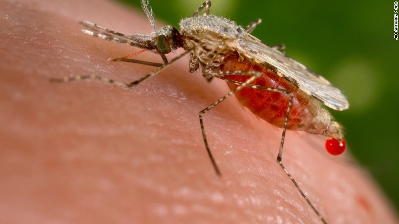 Según los investigadores, esta técnica puede ser adaptada para eliminar la malaria.