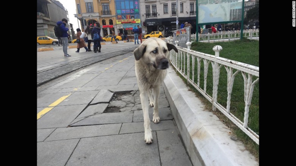 Un perro callejero camina en la plaza Taksim, Estambul.