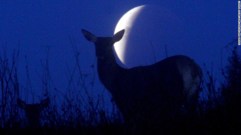 Se ve las siluetas de renos contra la Luna durante un eclipse lunar en Minsk, Bielorrusia, el 28 de septiembre de 2015.  