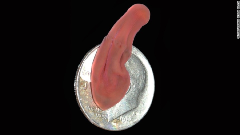 El gusano de aguas profundas, que en esta imagen aparece sobre una moneda de EE.UU. de diez centavos, se encuentra en la parte inferior del árbol evolutivo.