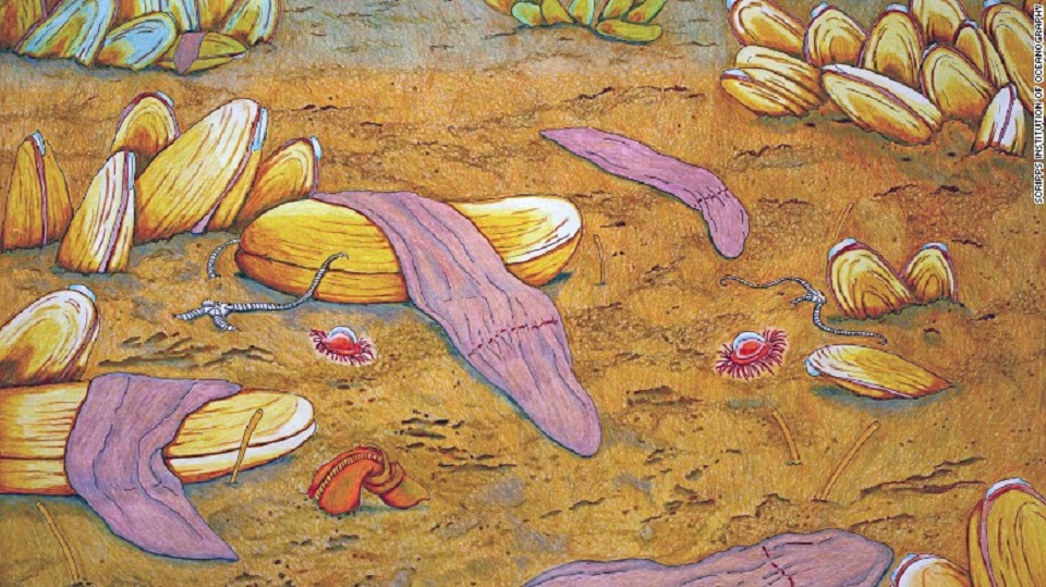 Pintura al pastel de Xenoturbella monstrosa, una de las cuatro nuevas especies del gusano de aguas profundas.