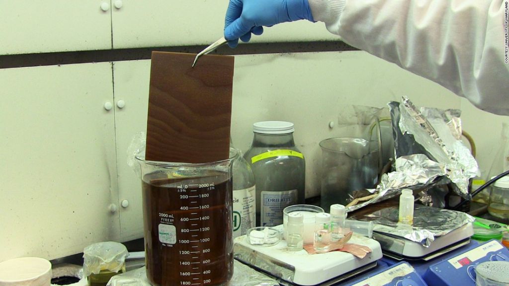 Uno de los investigadores muestra el proceso de 'extracción' del color de la madera.