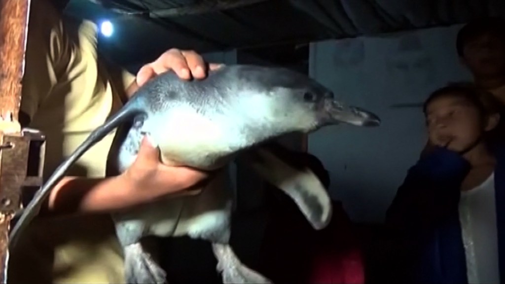 Un pingüino sorprendió a una familia peruana, que esperaba encontrarse un ladrón.
