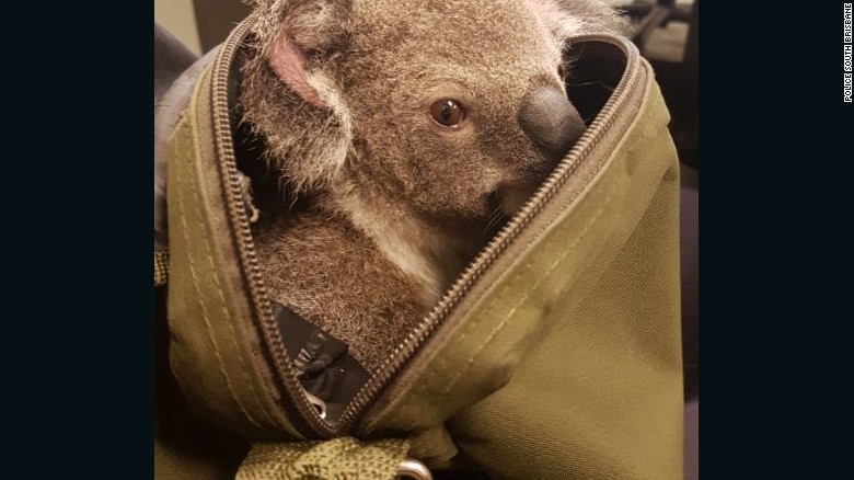 161107161033-australia-police-koala-in-bag-exlarge-169