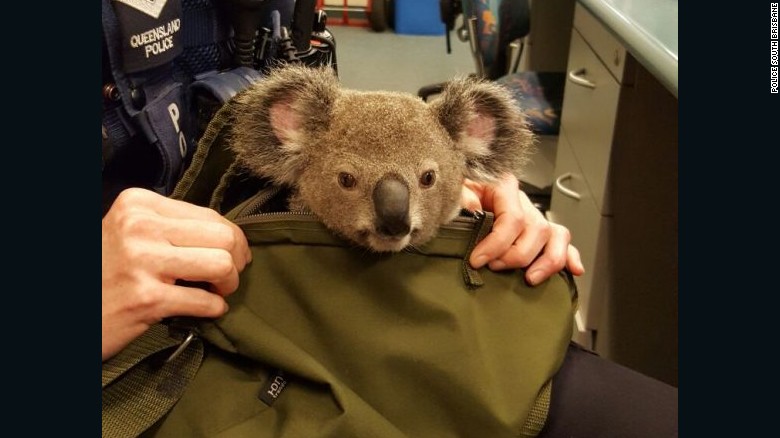 161107162434-australia-police-koala-in-bag-3-exlarge-169
