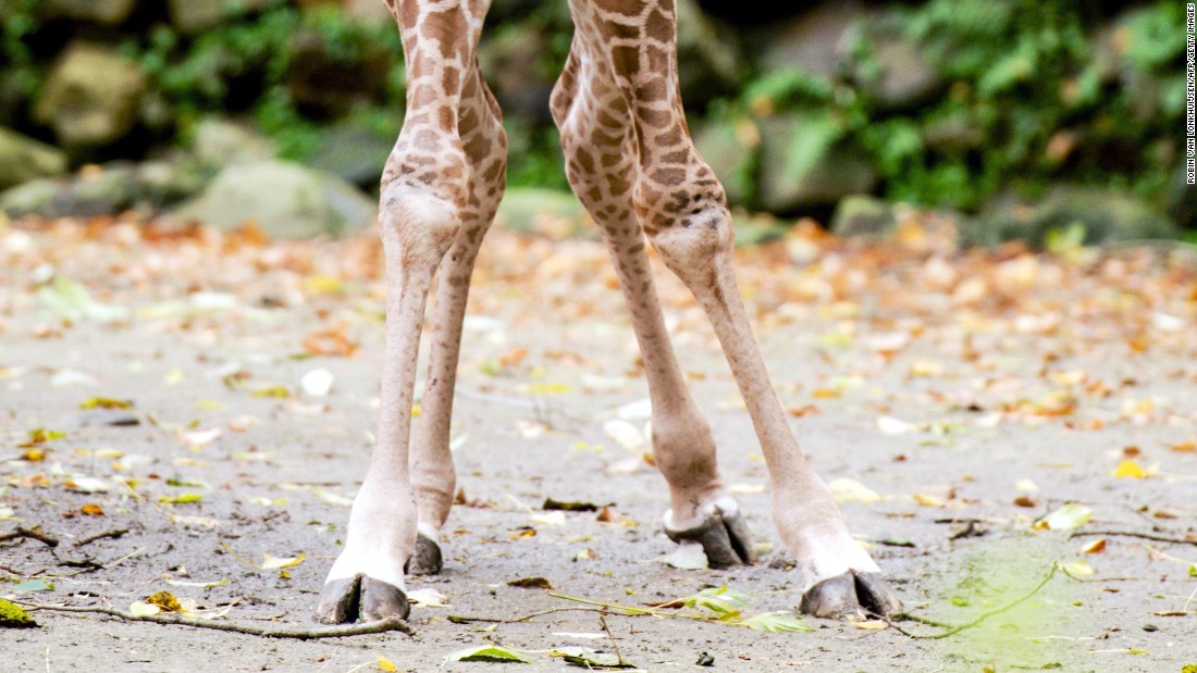 161208114926-giraffe-knees-super-169