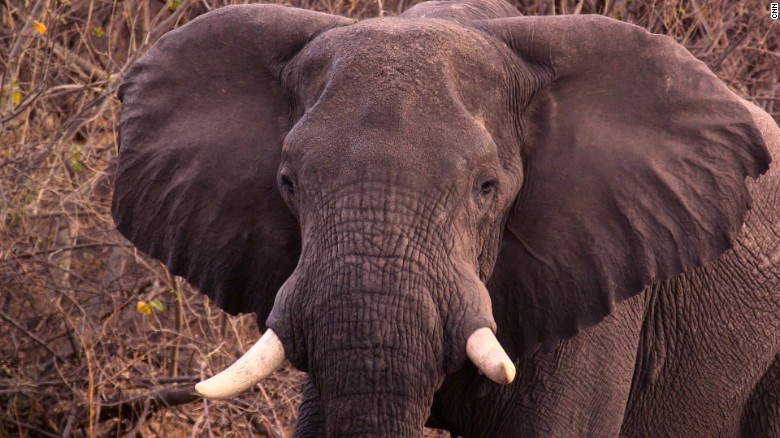 China tiene el mercado de marfil más grande del mundo y el aumento de la demanda causó la muerte de casi 100.000 elefantes entre el 2012 y el 2014. 