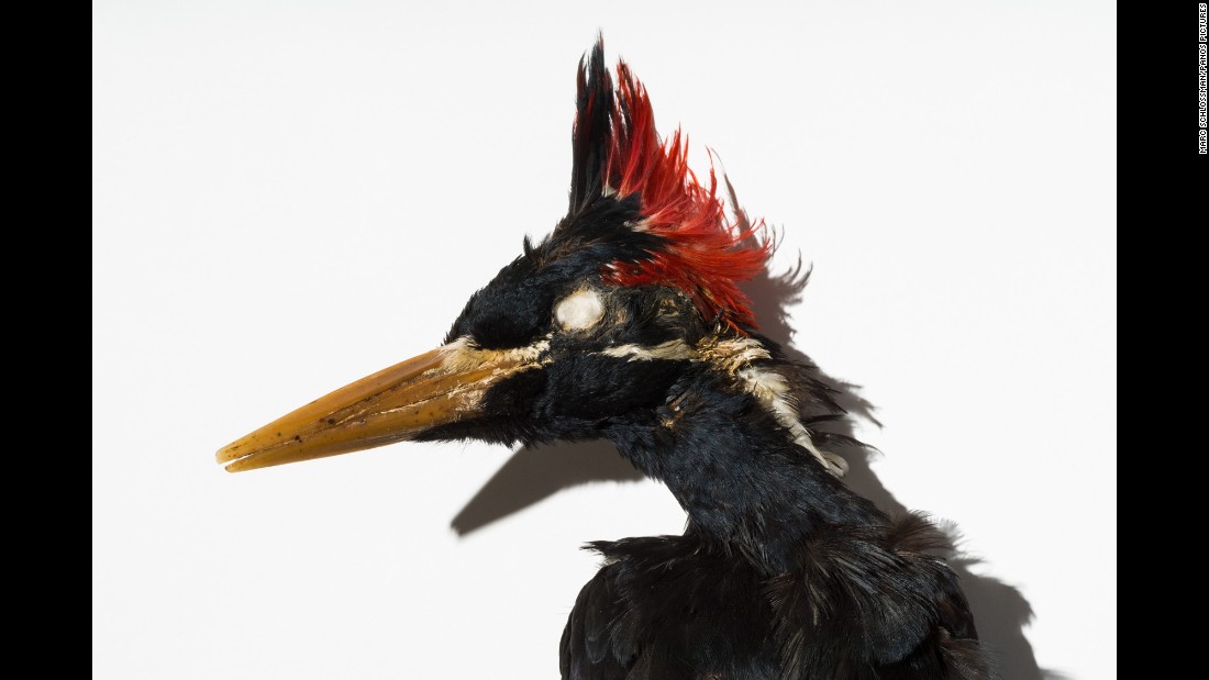 El carpintero real cubano es un pájaro cubierto de rojo que se cree ya está extinto y que fue visto por última vez en los años 80.