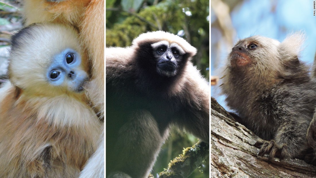 Las especies amenazadas identificadas en el informe incluyen (de izquierda a derecha) al mono dorado de nariz chata, el gibón oriental y al tití. 