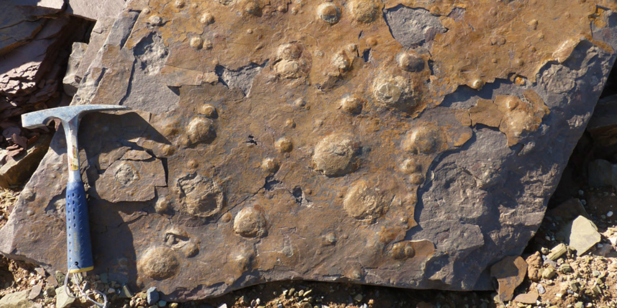 conicet-fosiles-antiguos-500-millones-de-anios-argentinca-cnn