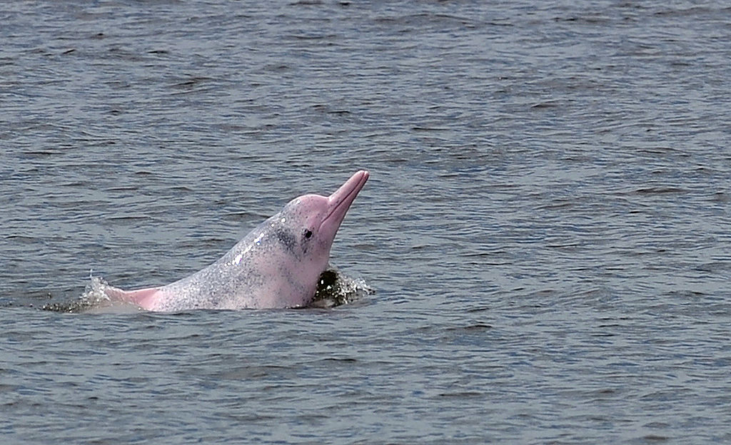 Los delfines rosados -una especie protegida en Colombia- son los cetáceos de agua dulce más grandes del mundo. Son vitales para regular el ecosistema marino.