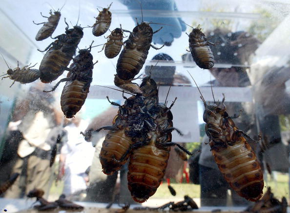 People look at giant African cockroaches from Madagascar in a plastic box prior to their cremation in Bangkok, 23 May 2003. The Madagascar hissing cockroachs took Bangkok by storm to become the latest craze in pets in 2002, raising concern among health officials that the rapidly multiplying roaches would spread typhoid and diarrhoea. AFP PHOTO/Pornchai KITTIWONGSAKUL (Photo credit should read PORNCHAI KITTIWONGSAKUL/AFP/Getty Images)