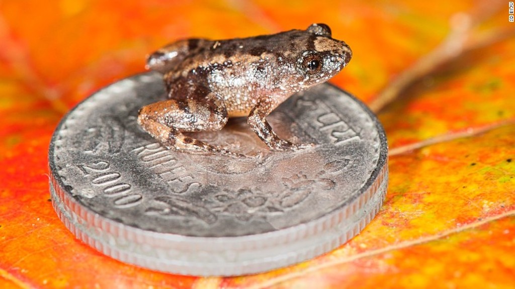 miniature-night-frog-in-india-2
