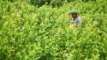 Diositeo Matitui, a 67-year-old coca grower, works in his coca field in a rural area of Policarpa, department of Narino, Colombia, on January 15, 2017. The Colombian government and FARC guerrillas presented Friday an illicit crop substitution plan, established in the peace deal signed in November 2016, which sets a target of eradicating 50,000 hectares of coca in this country, the world's leading producer of cocaine, in 2017. / AFP / LUIS ROBAYO (Photo credit should read LUIS ROBAYO/AFP/Getty Images)