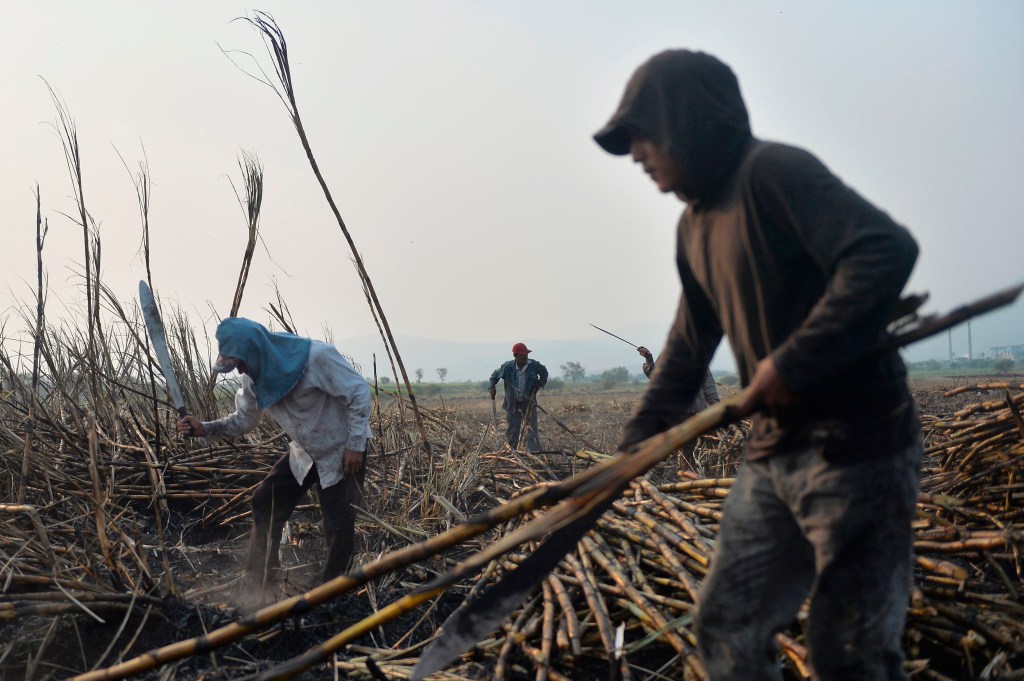 Trabajadores de la caña de azúcar en Atencingo, estado de Puebla, en el sur de México el 11 de mayo de 2017. Crédito: PEDRO PARDO / AFP / Getty Images.