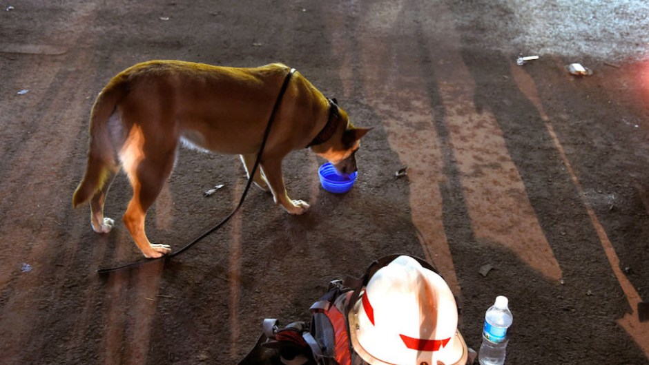 An Argentinian sniffer dog named Uma takes a break while participating in the search for survivors at a flattened building in Mexico City in the early hours of the morning on September 24, 2017, five days after the devastating quake that hit central Mexico. A strong 6.1 magnitude quake shook Mexico on Saturday, causing panic in traumatized Mexico City, where rescuers trying to free people trapped from this week's earlier earthquake had to temporarily suspend work. / AFP PHOTO / ALFREDO ESTRELLA (Photo credit should read ALFREDO ESTRELLA/AFP/Getty Images)