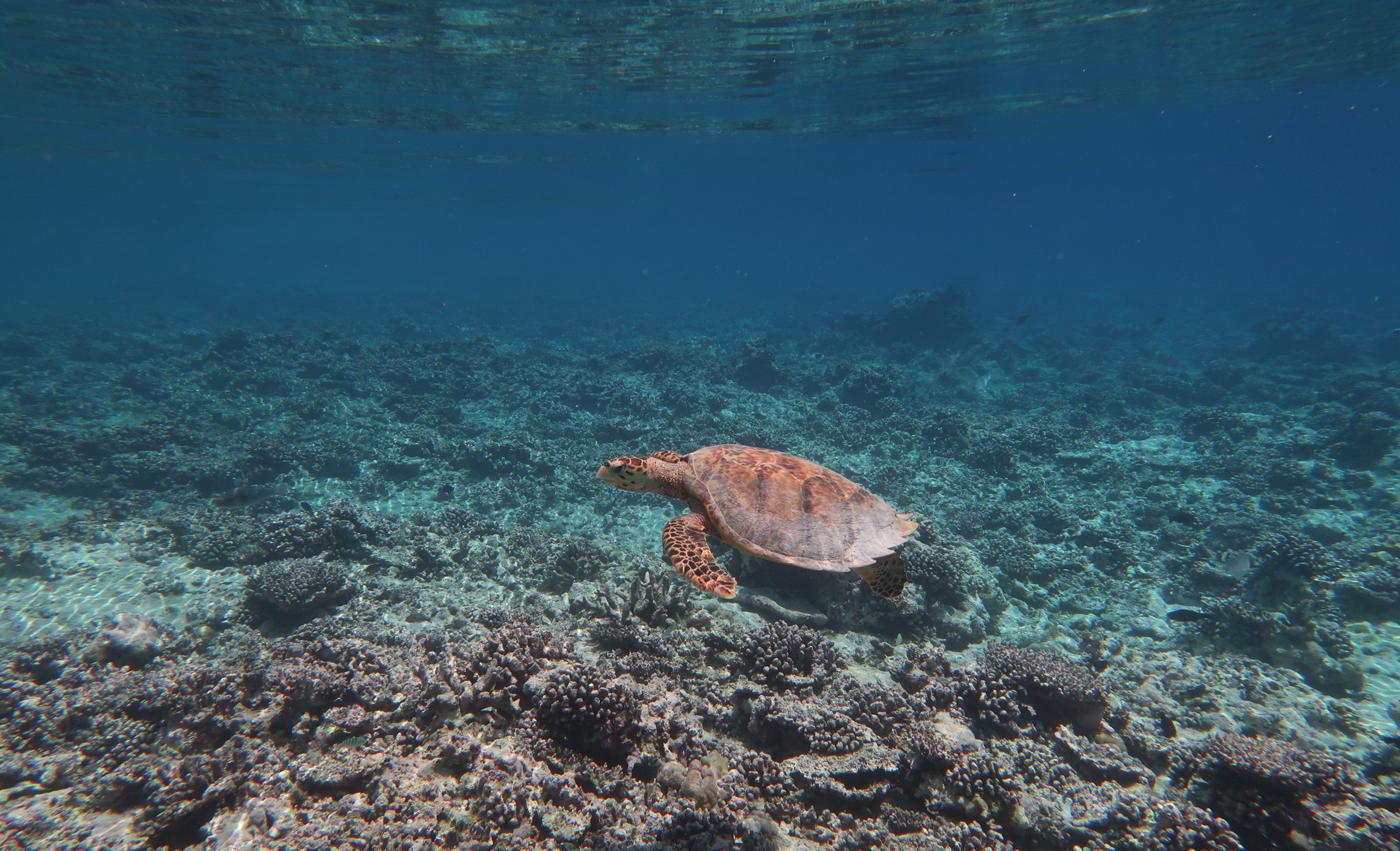 A turtle swimming over a reef destroyed by the 2016 bleaching event.