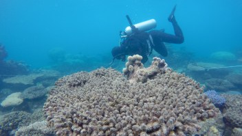 Bleached/Dead corals at Zenith Reef, Nov 2016 during a NCBT survey. Credit: Andreas Dietzel
