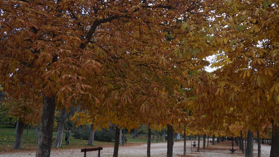 Parque de El Retiro, en Madrid. En otoño de 2017. Crédito: GABRIEL BOUYS/AFP/Getty Images