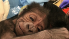 El conmovedor gesto de una gorila con su recién nacido