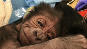 El conmovedor gesto de una gorila con su recién nacido