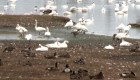 #LaImagenDelDía: migración de cisnes trompeteros