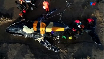 Operativo de rescate de ballena varada en Mar del Plata