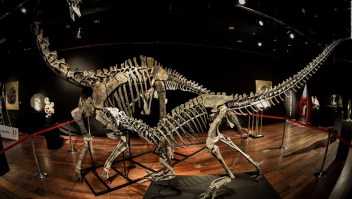 #EstoNoEsNoticia: subastan fósiles de dinosaurio