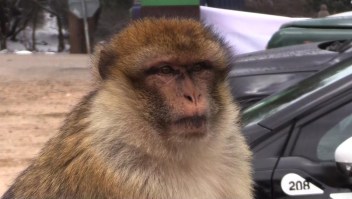 #ElDatoDeHoy: Marruecos busca proteger a macacos