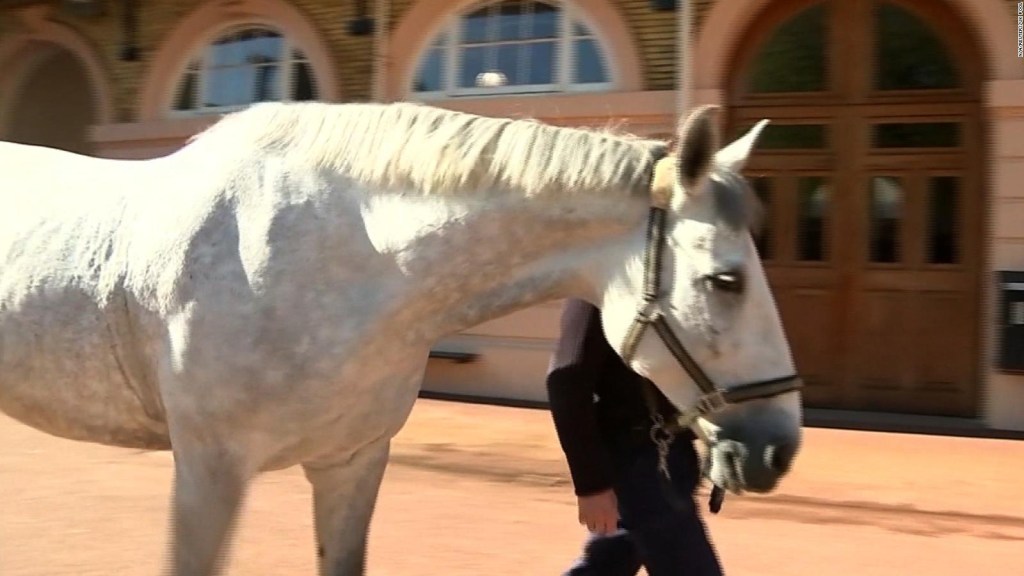 Estos caballos escoltarán al príncipe Enrique y Meghan Markle en su boda