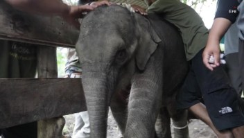 Curan a bebé elefante herido en Indonesia
