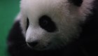 #EstoNoEsNoticia: un pequeño panda es atracción en Malasia