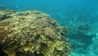 Minuto Clix: tecnología de punta para salvar la Gran Barrera de Coral
