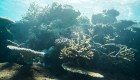 La batalla para salvar la Gran Barrera de Coral en Australia
