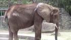 Muere elefanta Ruperta en Venezuela