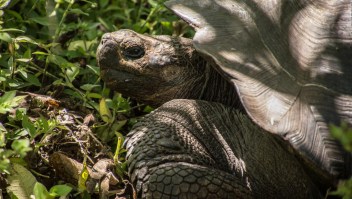 #ElDatoDeHoy: Ecuador recibirá 27 tortugas de Galápagos