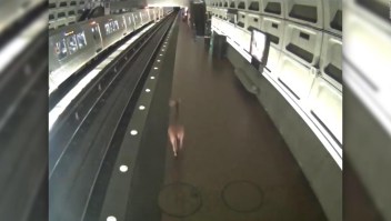 #EstoNoEsNoticia: Ciervo da un susto en el metro de Washington