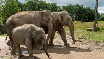 Los elefantes se comunican por vibraciones