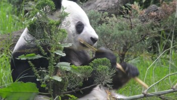 #ElDatoDeHoy: los osos panda más longevos